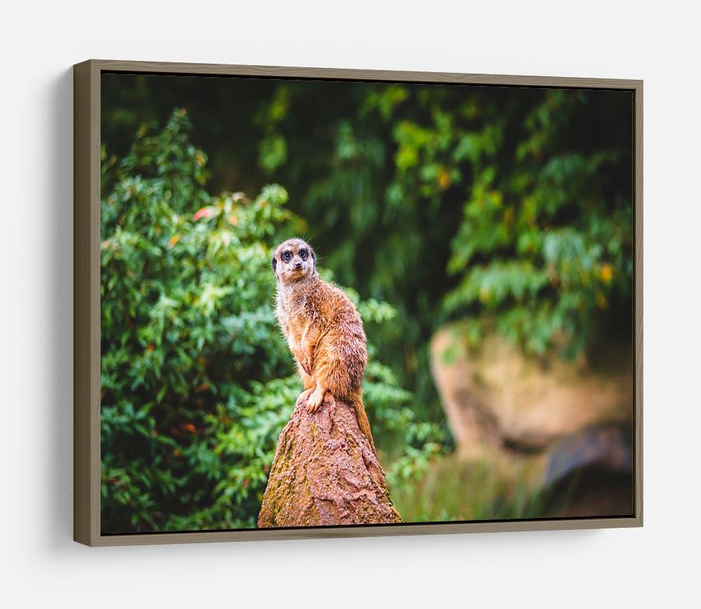 A Meerkats full attention HD Metal Print - Canvas Art Rocks - 10