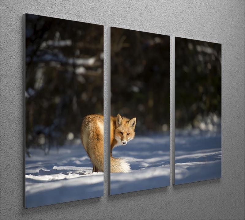 A Red Fox turns back to look at the camera 3 Split Panel Canvas Print - Canvas Art Rocks - 2