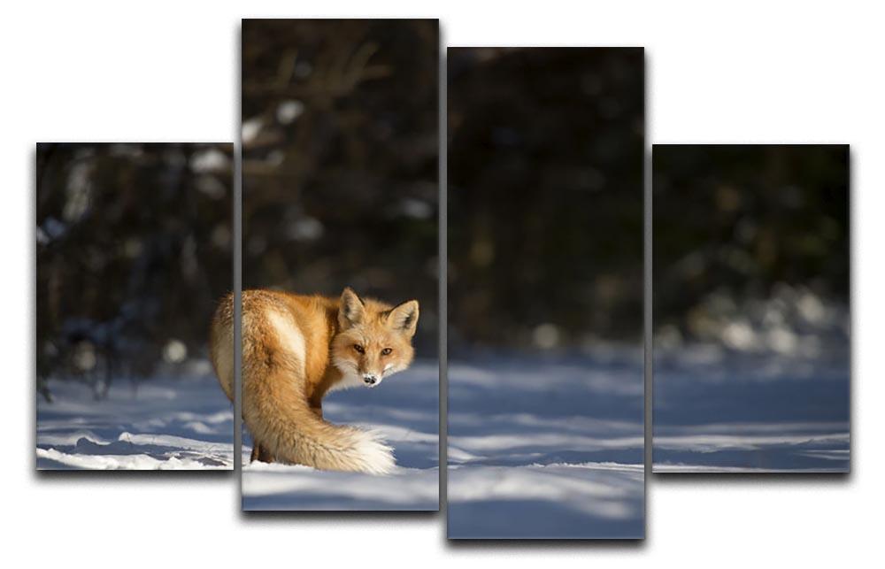 A Red Fox turns back to look at the camera 4 Split Panel Canvas - Canvas Art Rocks - 1