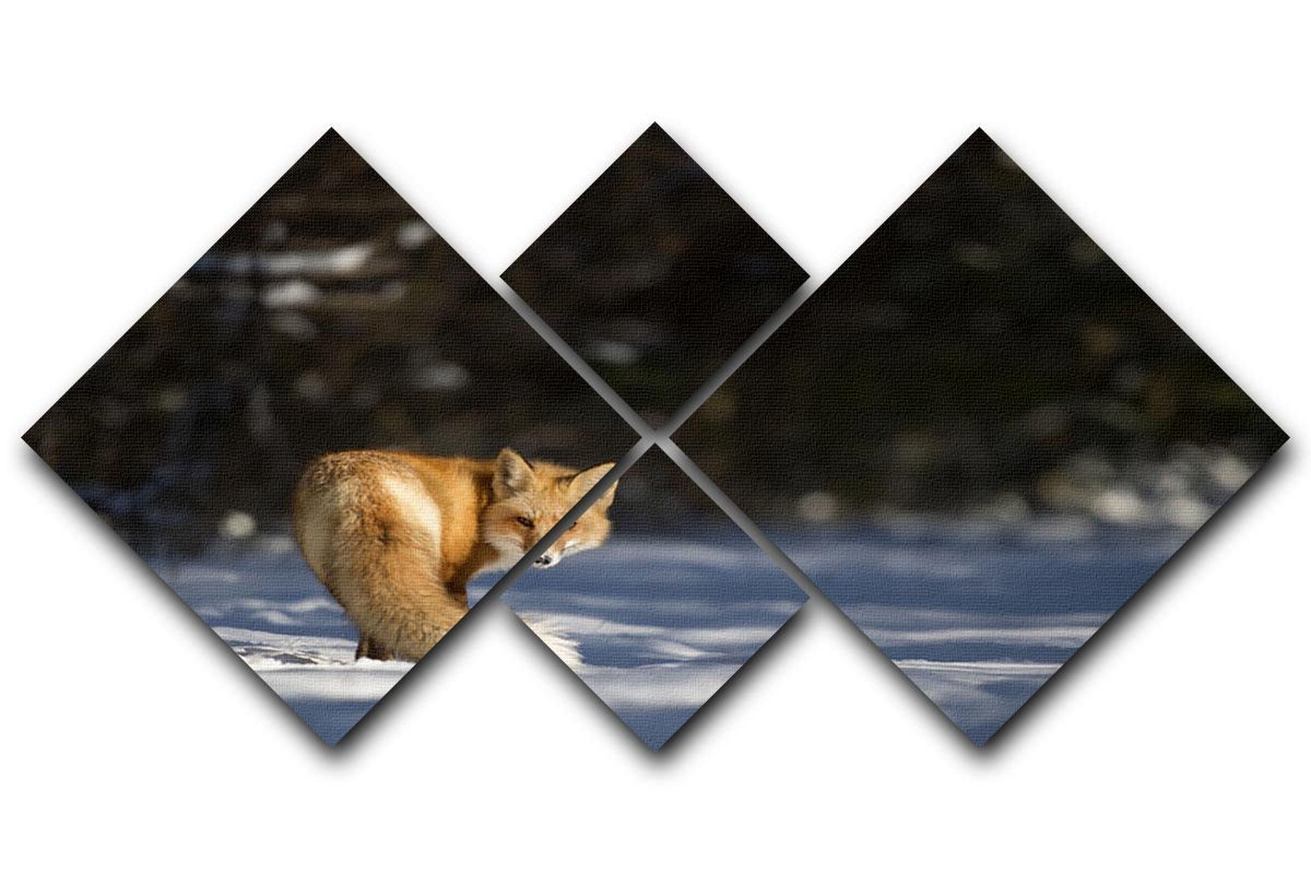 A Red Fox turns back to look at the camera 4 Square Multi Panel Canvas - Canvas Art Rocks - 1