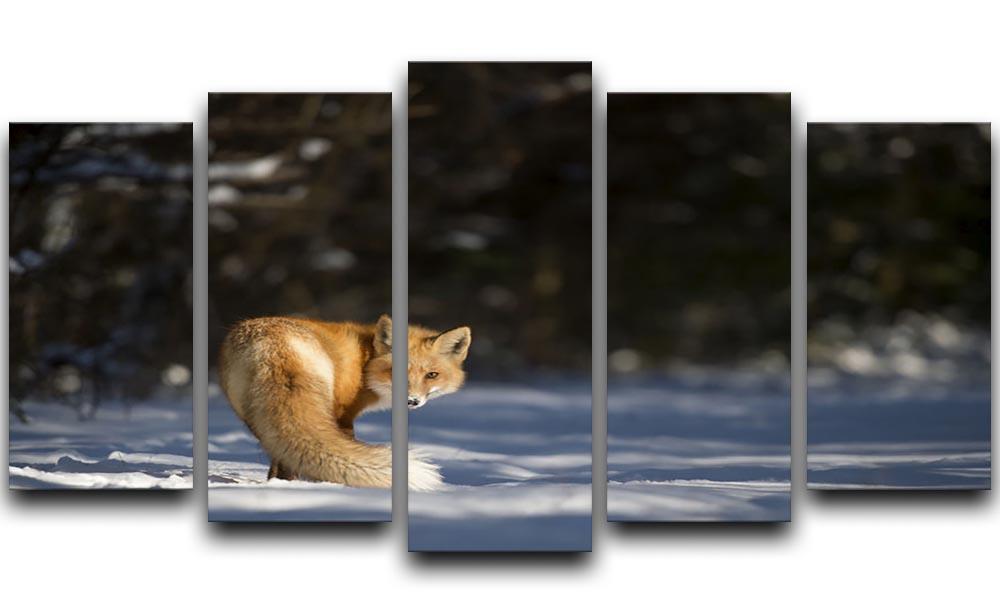 A Red Fox turns back to look at the camera 5 Split Panel Canvas - Canvas Art Rocks - 1