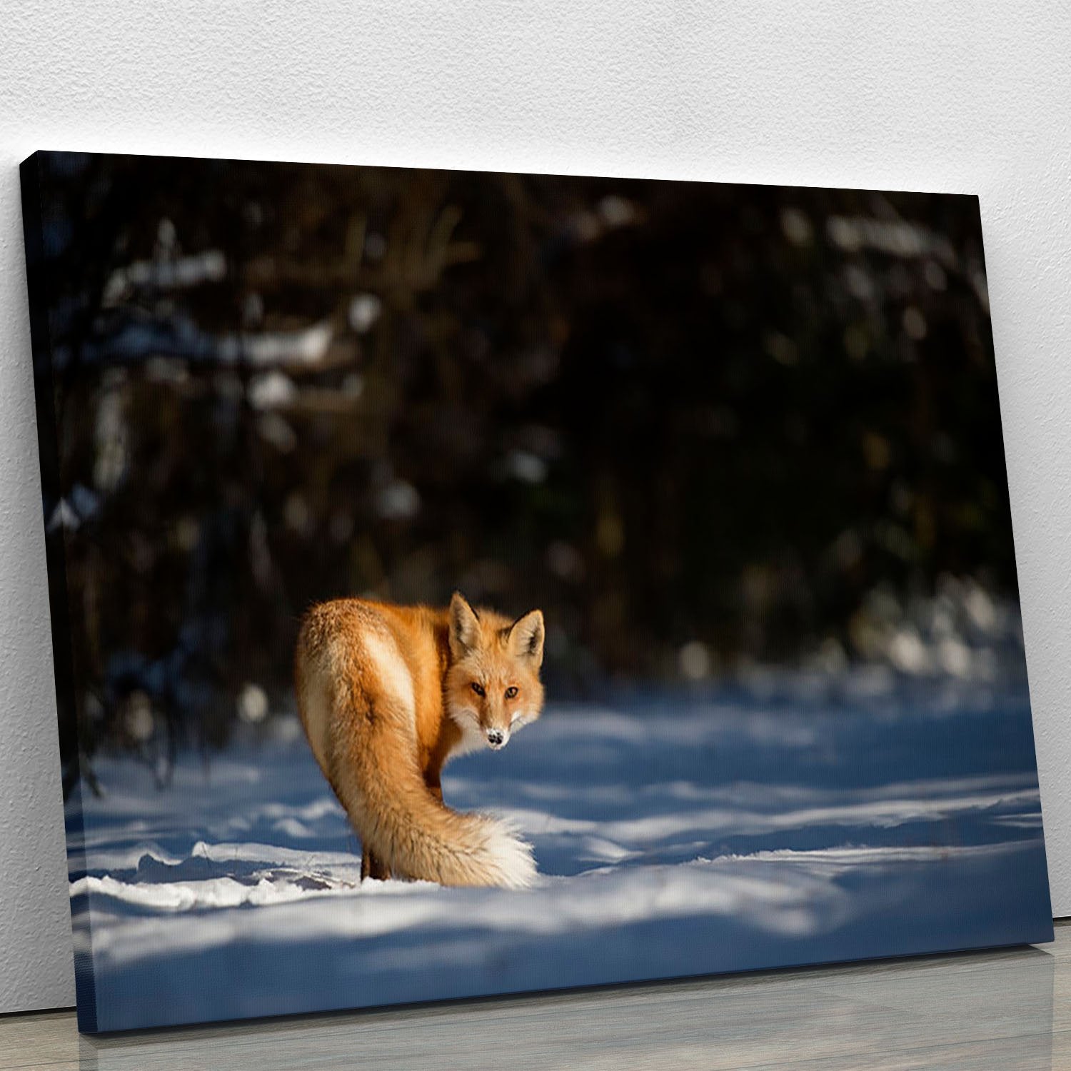 A Red Fox turns back to look at the camera Canvas Print or Poster