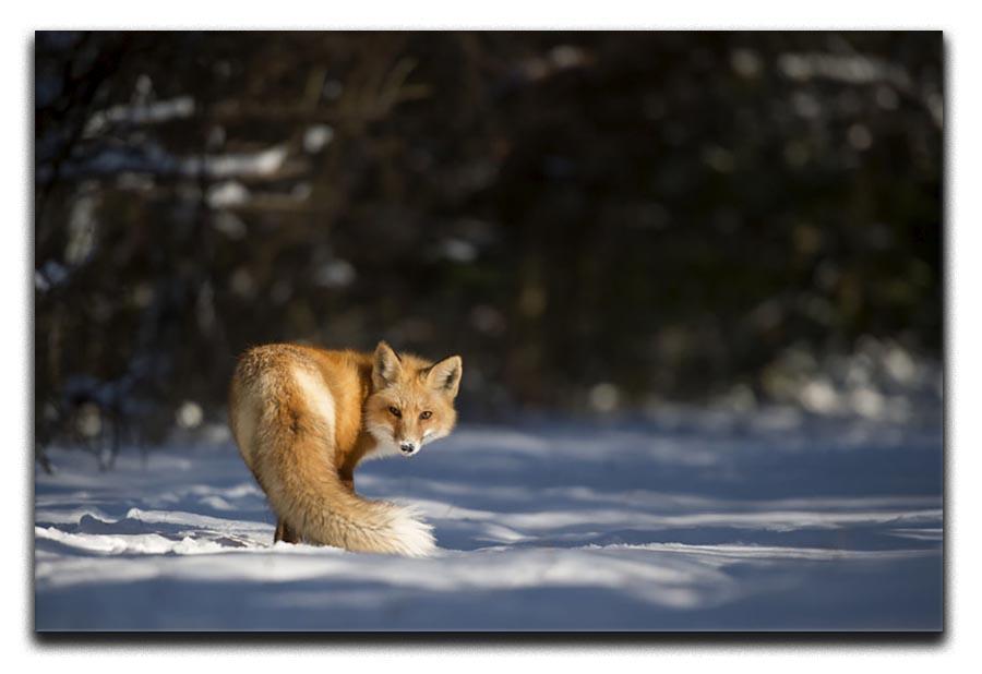 A Red Fox turns back to look at the camera Canvas Print or Poster - Canvas Art Rocks - 1