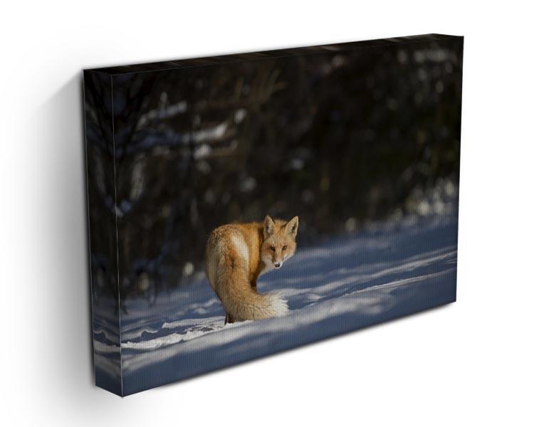 A Red Fox turns back to look at the camera Canvas Print or Poster - Canvas Art Rocks - 3