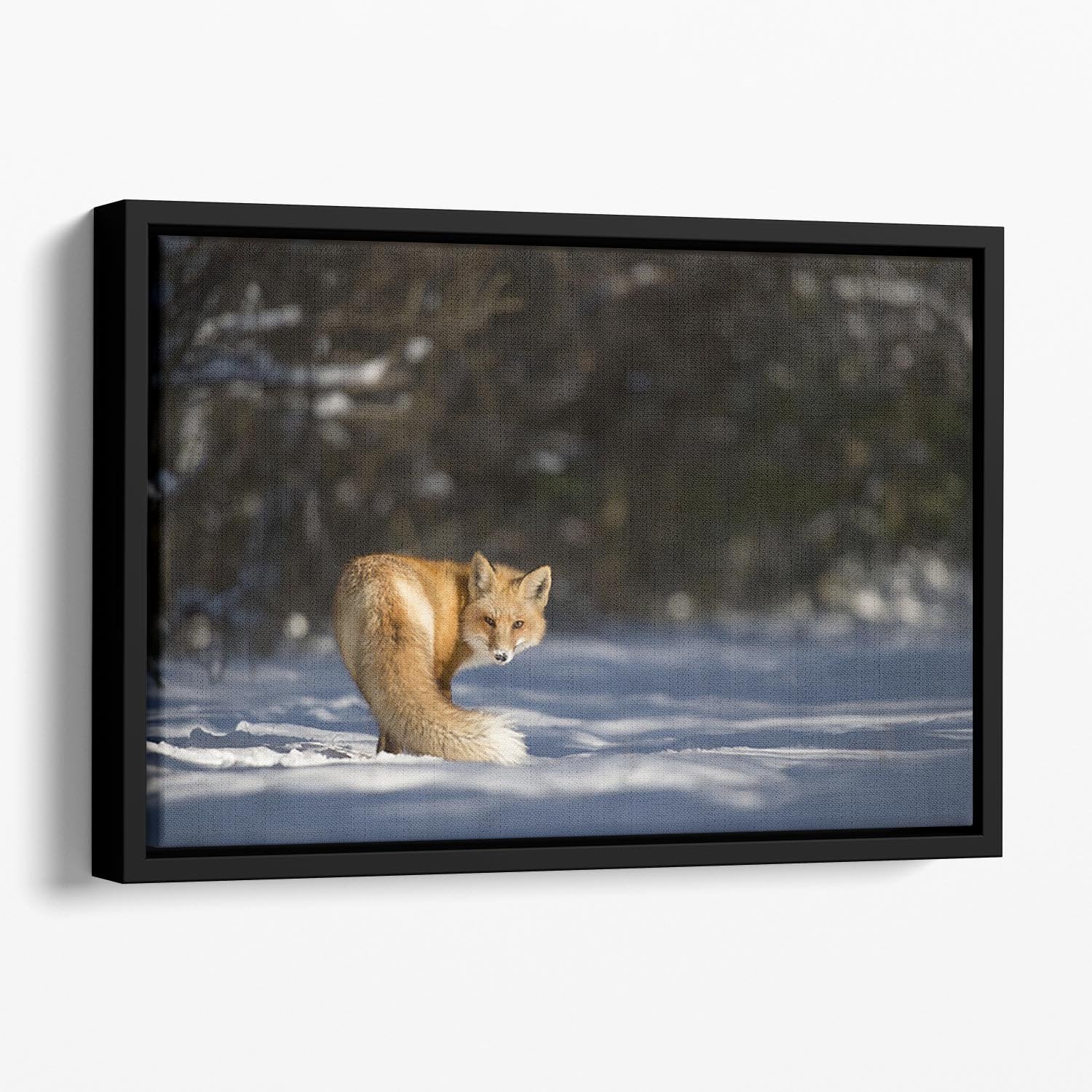 A Red Fox turns back to look at the camera Floating Framed Canvas - Canvas Art Rocks - 1