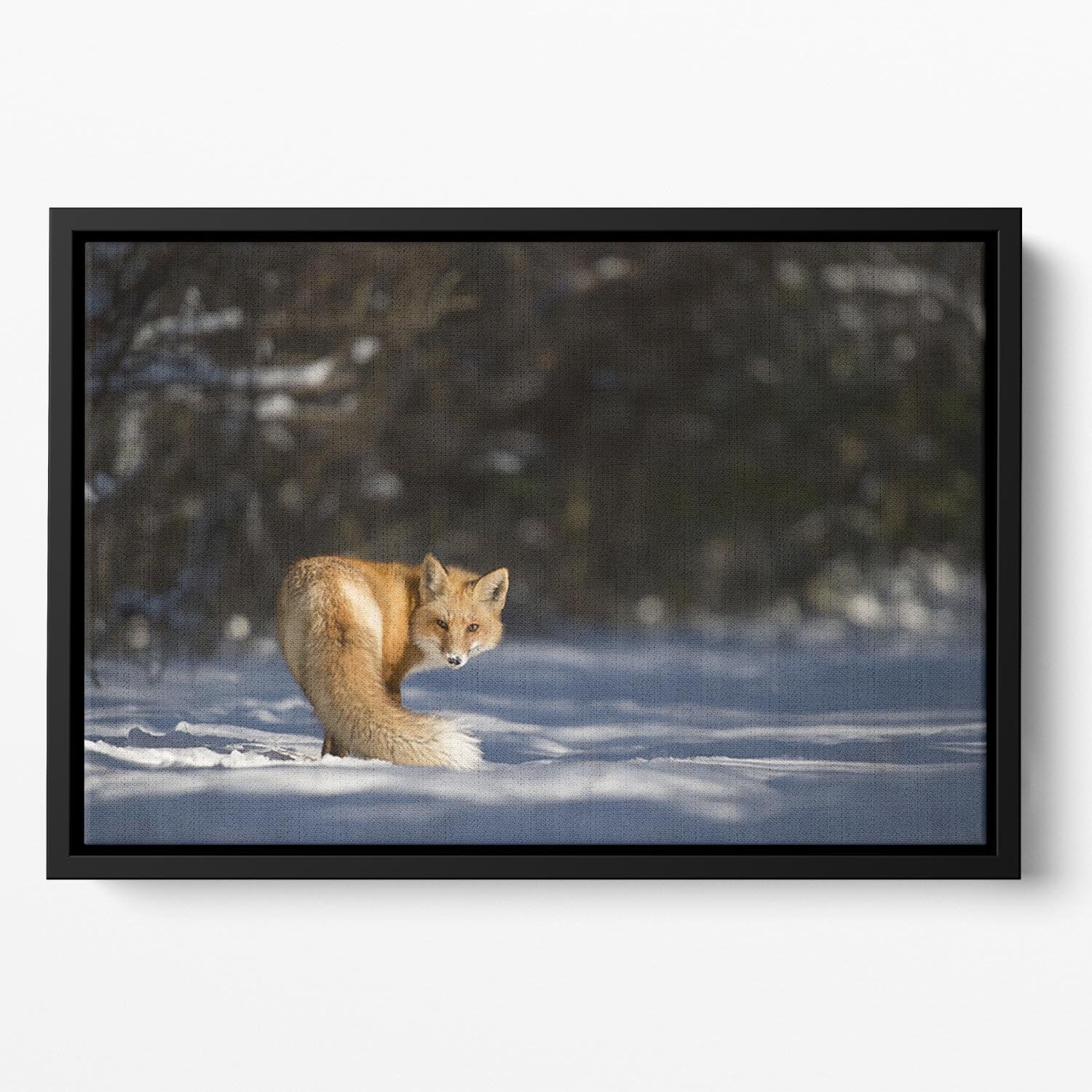 A Red Fox turns back to look at the camera Floating Framed Canvas - Canvas Art Rocks - 2