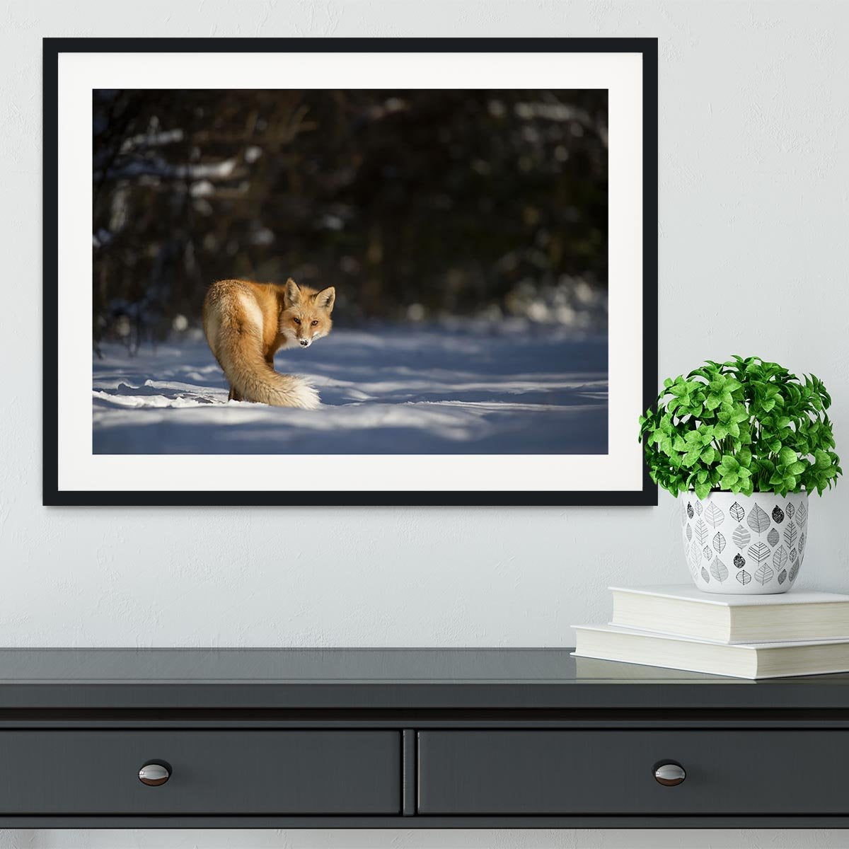 A Red Fox turns back to look at the camera Framed Print - Canvas Art Rocks - 1