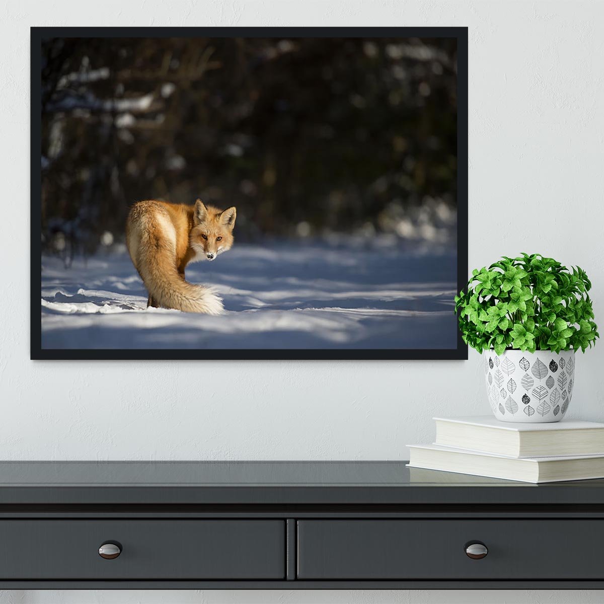 A Red Fox turns back to look at the camera Framed Print - Canvas Art Rocks - 2