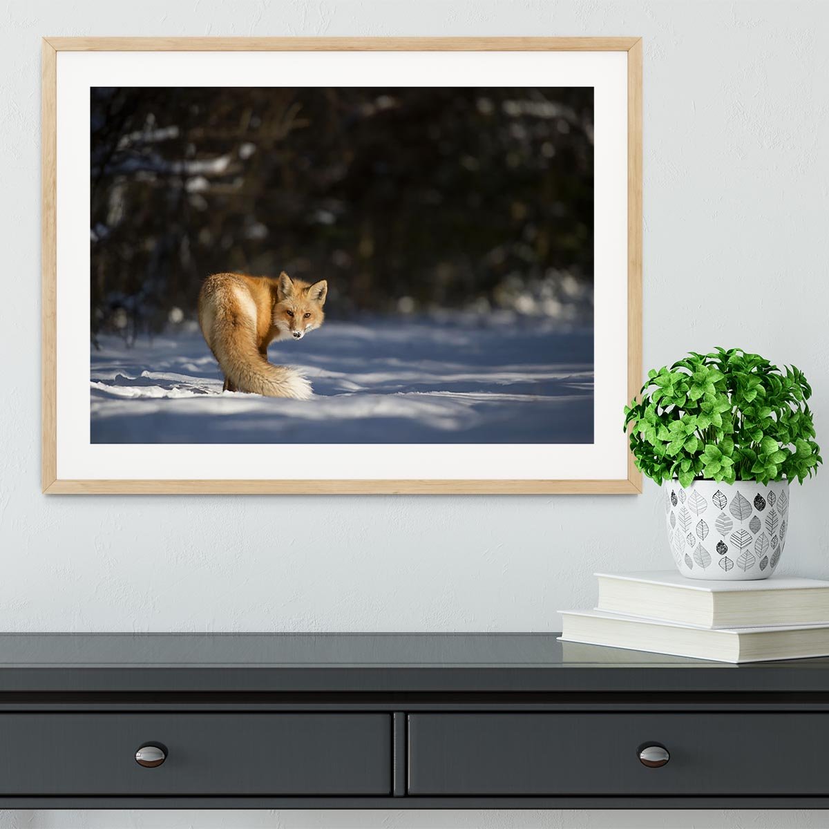 A Red Fox turns back to look at the camera Framed Print - Canvas Art Rocks - 3