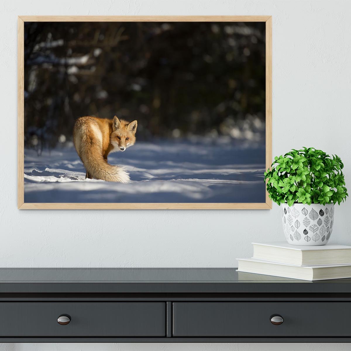 A Red Fox turns back to look at the camera Framed Print - Canvas Art Rocks - 4
