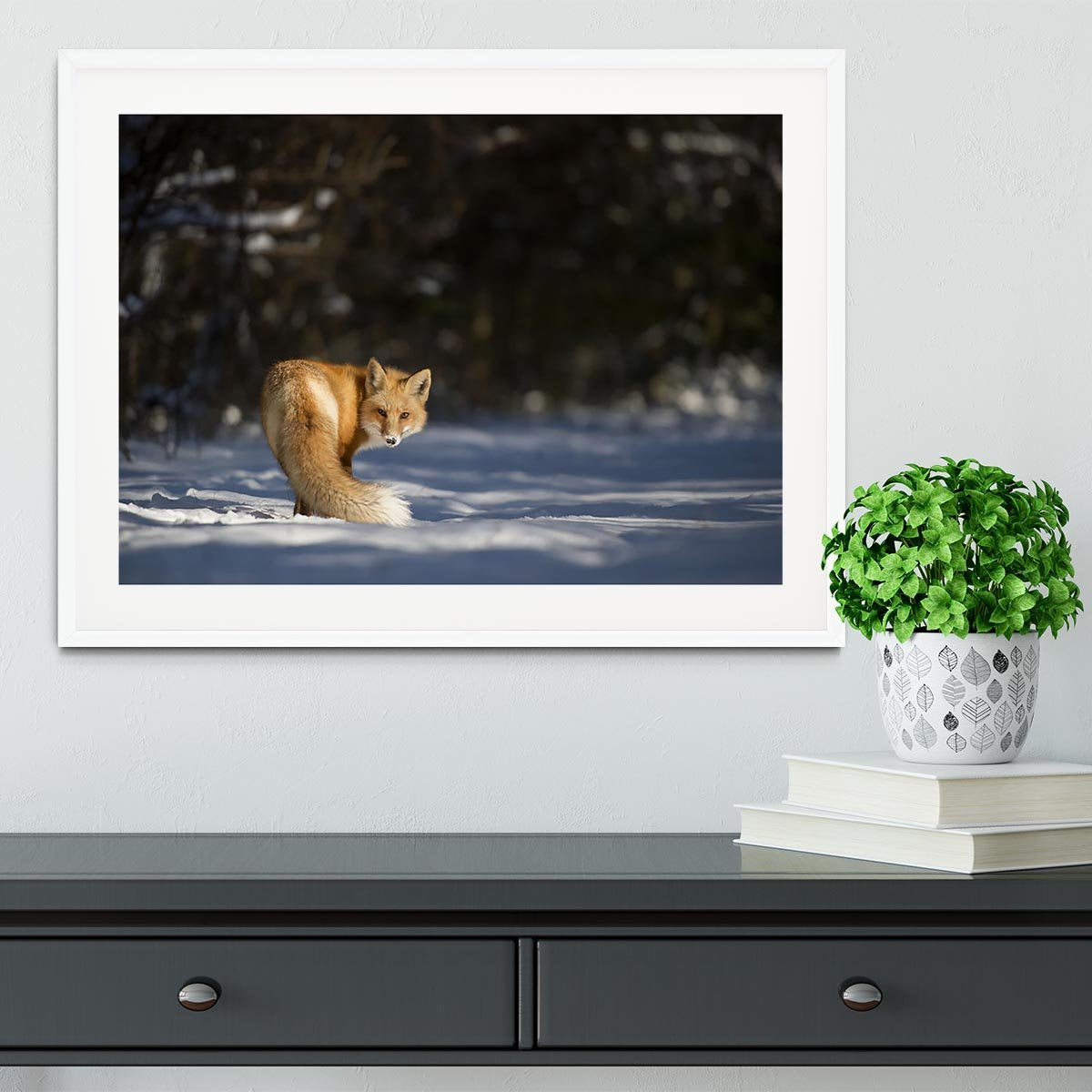 A Red Fox turns back to look at the camera Framed Print - Canvas Art Rocks - 5