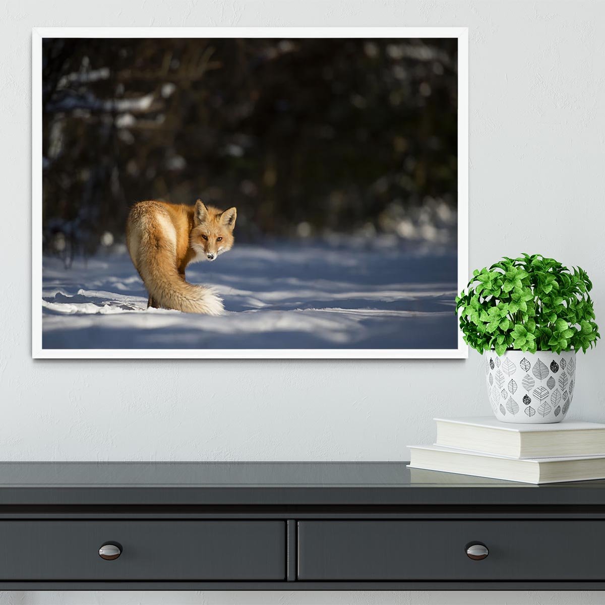 A Red Fox turns back to look at the camera Framed Print - Canvas Art Rocks -6