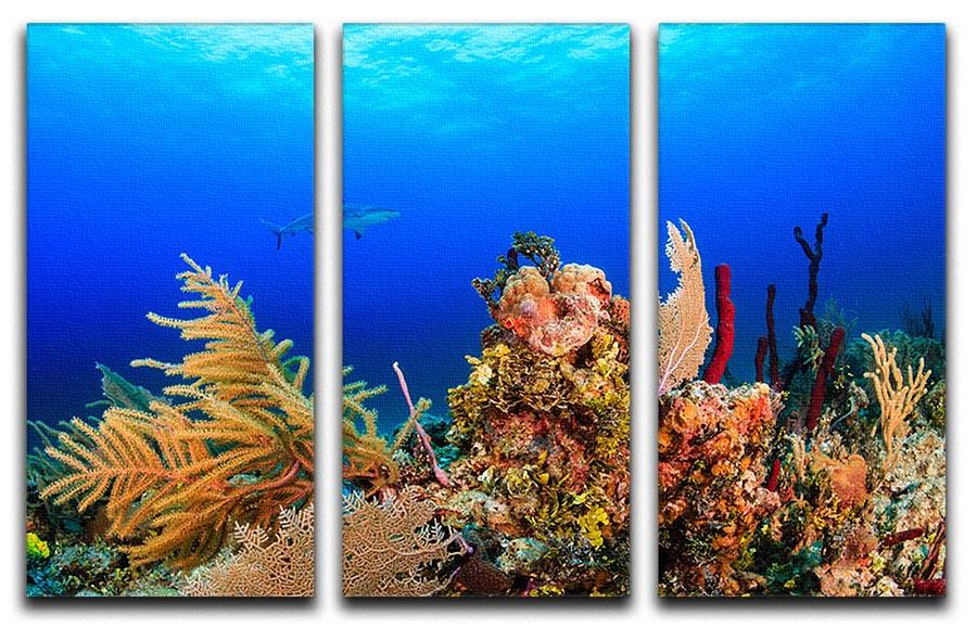 A Reef shark swimming on a tropical coral reef 3 Split Panel Canvas Print - Canvas Art Rocks - 1