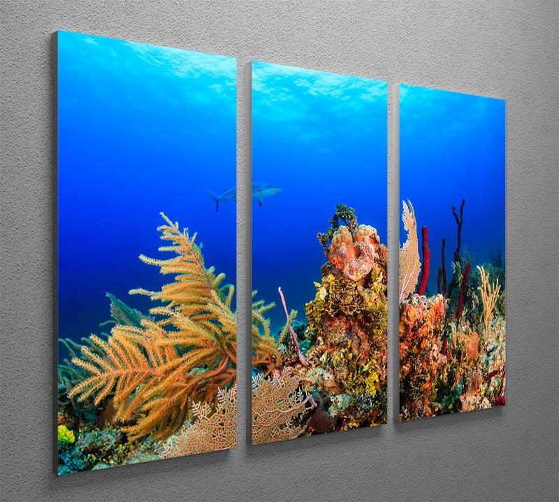 A Reef shark swimming on a tropical coral reef 3 Split Panel Canvas Print - Canvas Art Rocks - 2