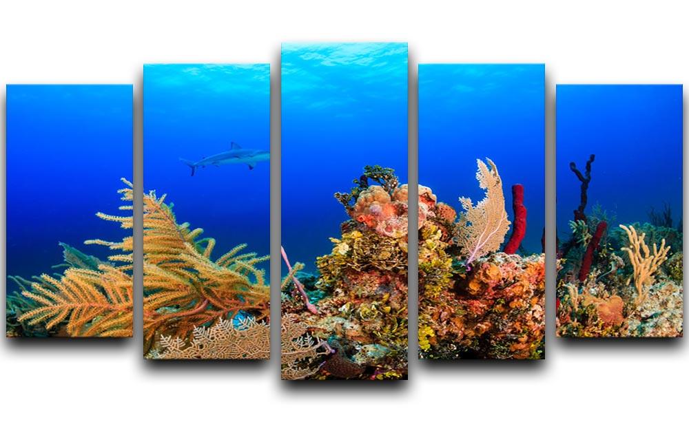 A Reef shark swimming on a tropical coral reef 5 Split Panel Canvas - Canvas Art Rocks - 1