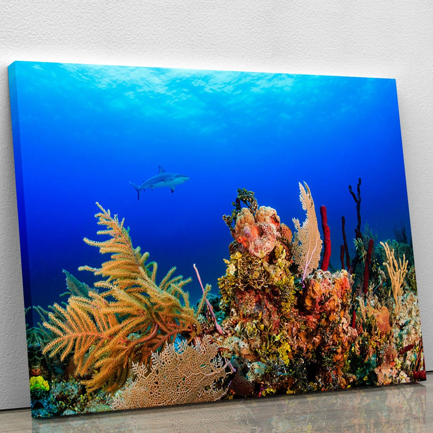 A Reef shark swimming on a tropical coral reef Canvas Print or Poster