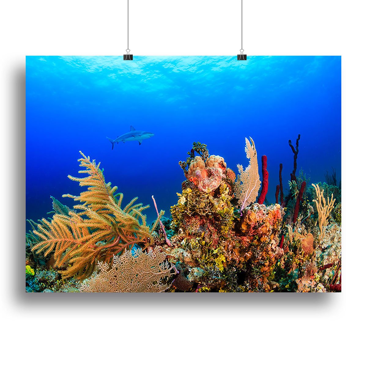 A Reef shark swimming on a tropical coral reef Canvas Print or Poster
