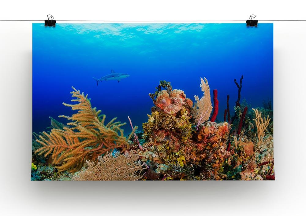 A Reef shark swimming on a tropical coral reef Canvas Print or Poster - Canvas Art Rocks - 2