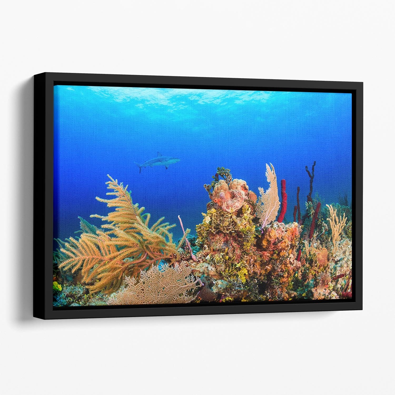 A Reef shark swimming on a tropical coral reef Floating Framed Canvas - Canvas Art Rocks - 1
