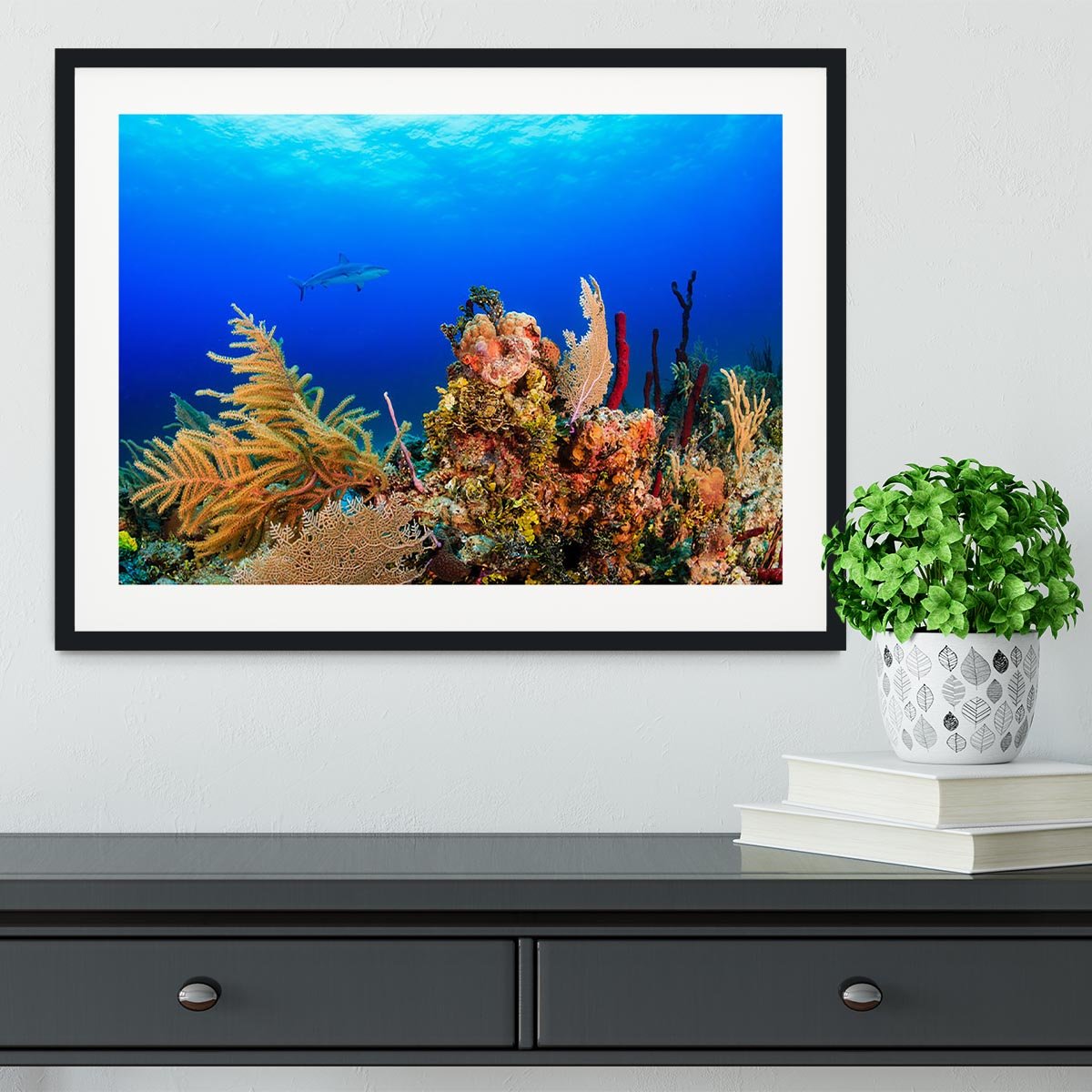 A Reef shark swimming on a tropical coral reef Framed Print - Canvas Art Rocks - 1