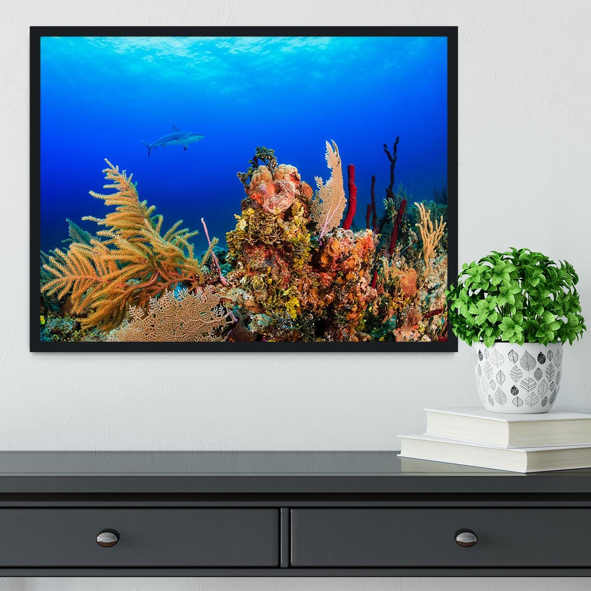 A Reef shark swimming on a tropical coral reef Framed Print - Canvas Art Rocks - 2