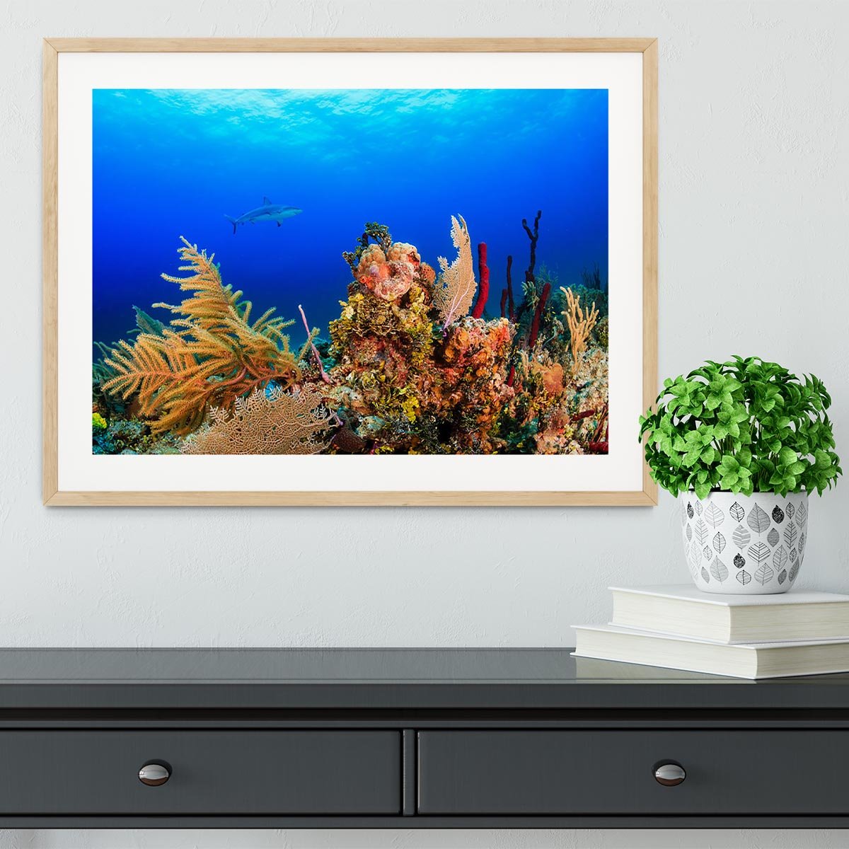 A Reef shark swimming on a tropical coral reef Framed Print - Canvas Art Rocks - 3