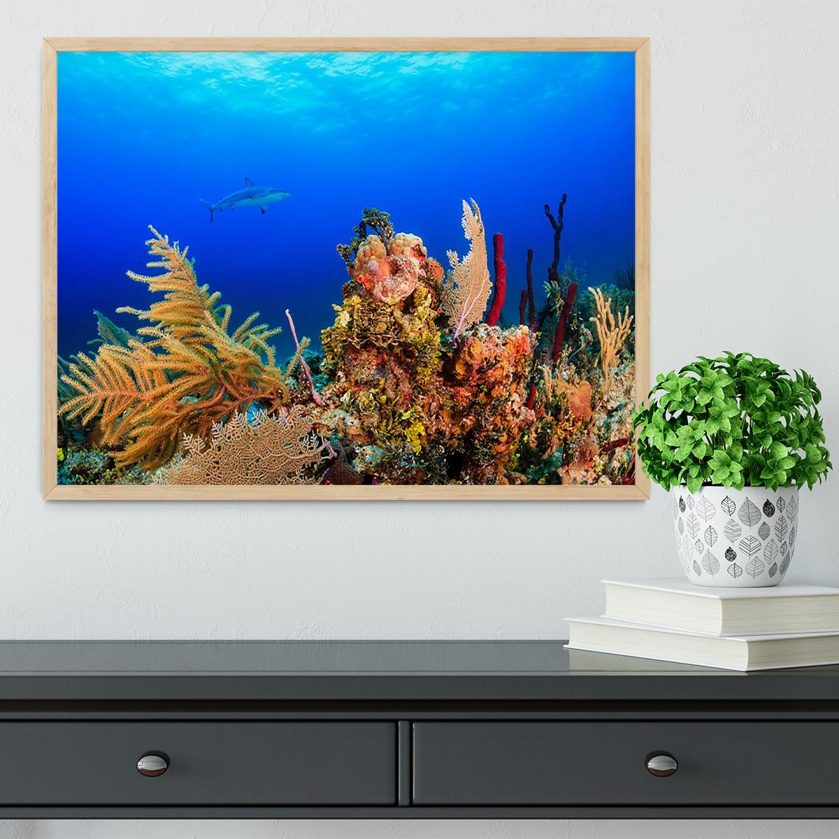 A Reef shark swimming on a tropical coral reef Framed Print - Canvas Art Rocks - 4