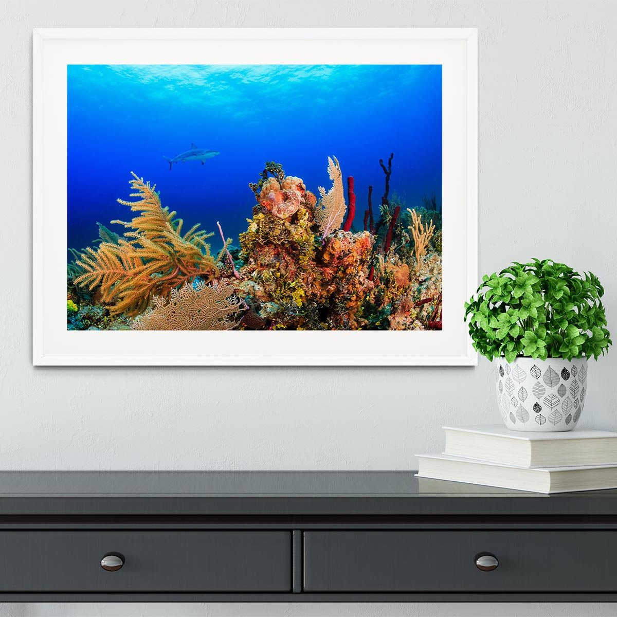 A Reef shark swimming on a tropical coral reef Framed Print - Canvas Art Rocks - 5