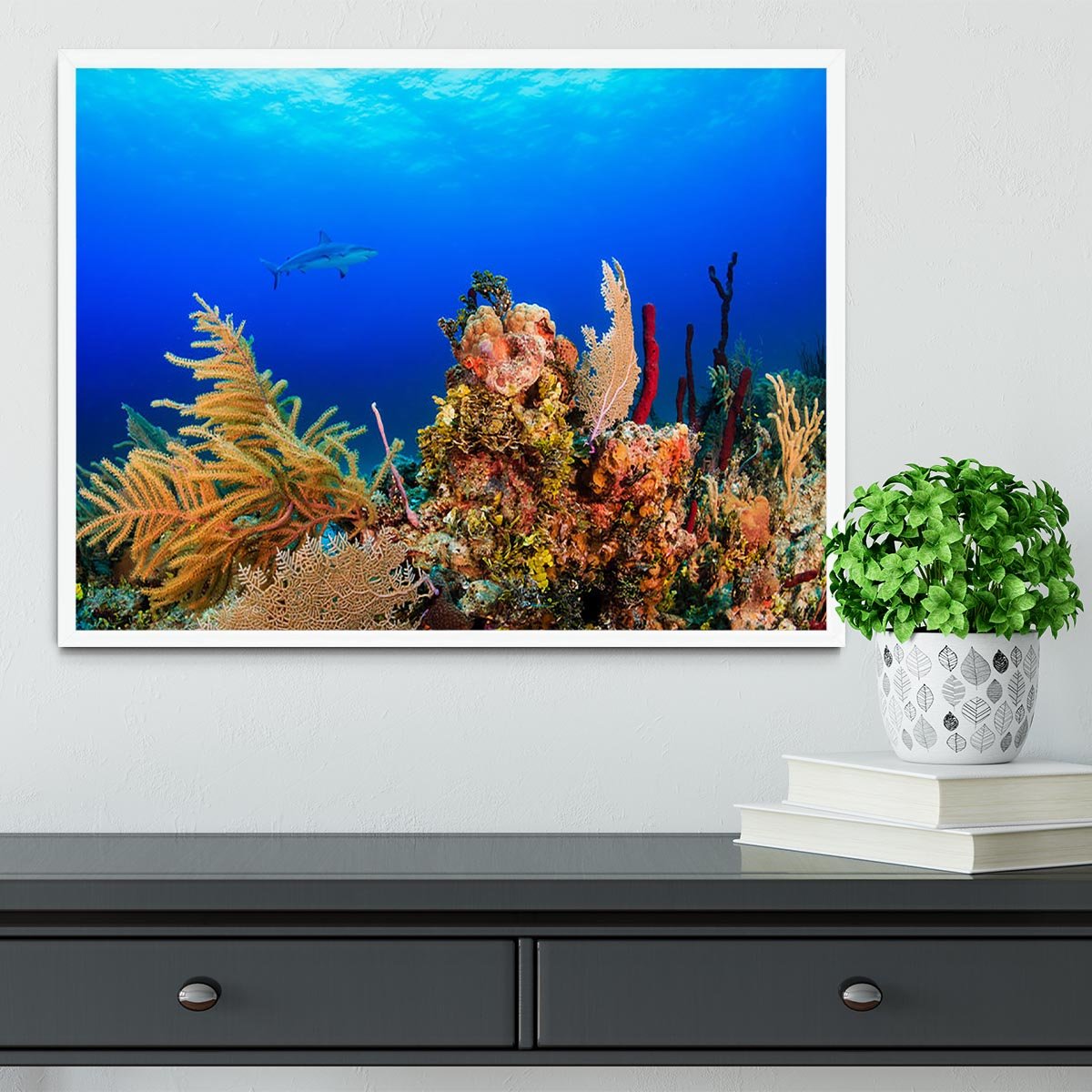 A Reef shark swimming on a tropical coral reef Framed Print - Canvas Art Rocks -6