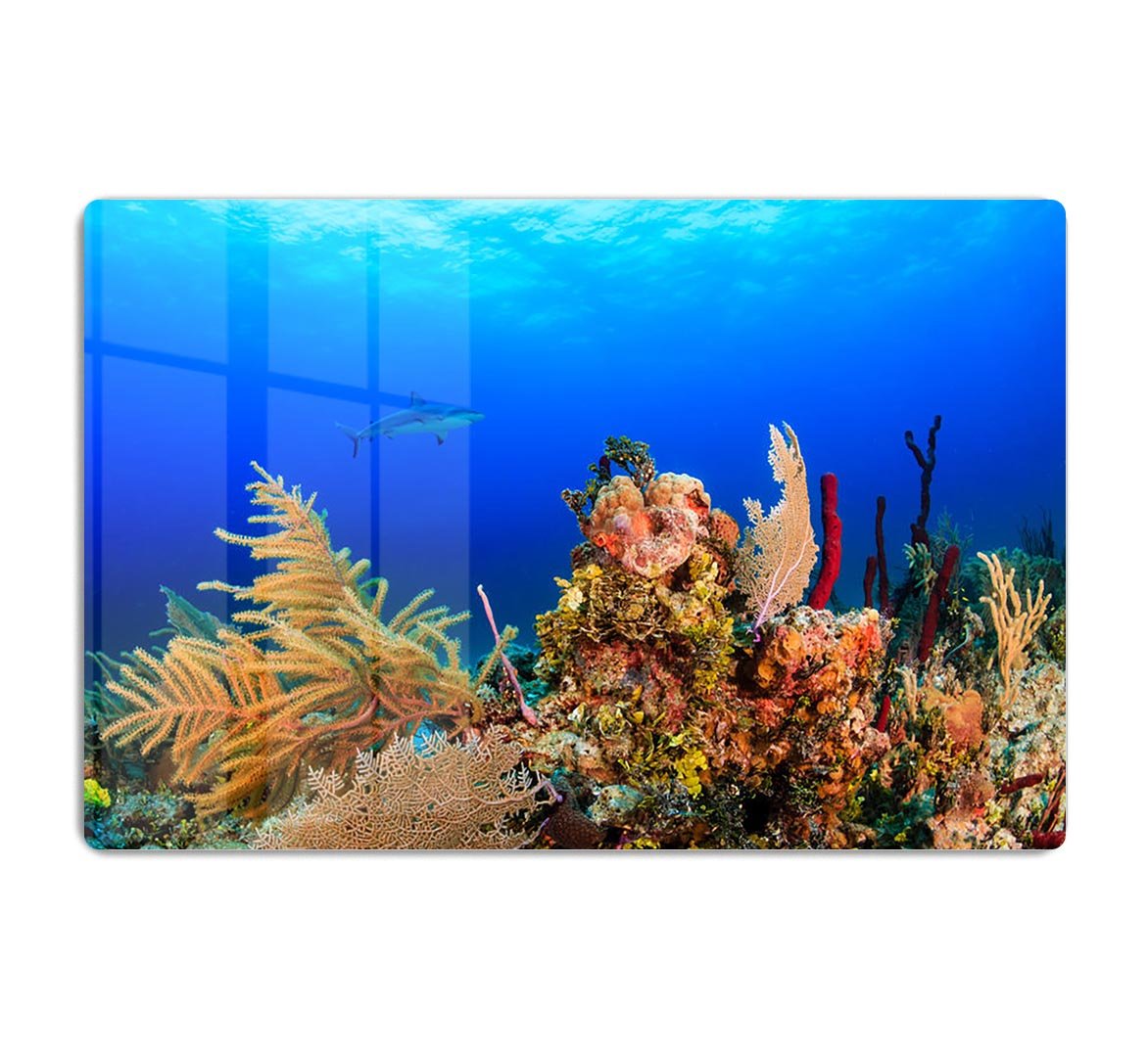 A Reef shark swimming on a tropical coral reef HD Metal Print - Canvas Art Rocks - 1