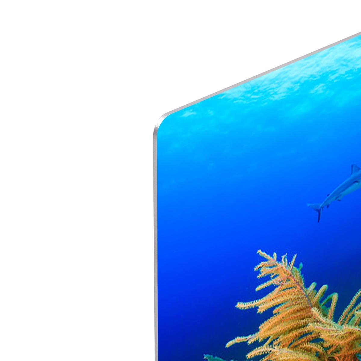 A Reef shark swimming on a tropical coral reef HD Metal Print - Canvas Art Rocks - 4