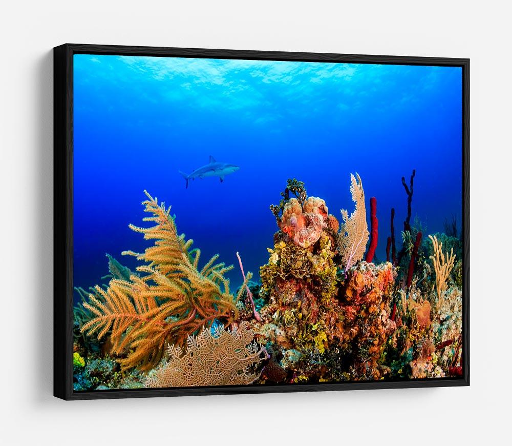 A Reef shark swimming on a tropical coral reef HD Metal Print - Canvas Art Rocks - 6