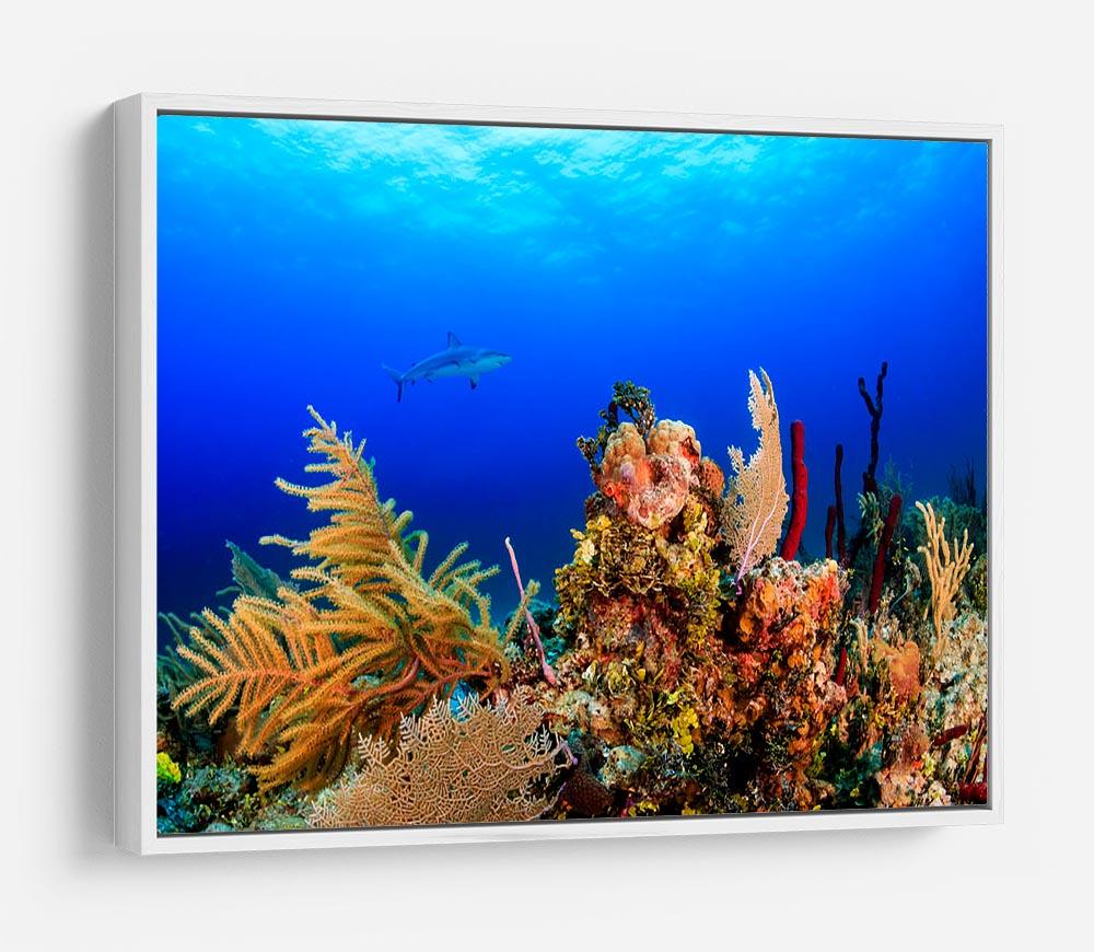 A Reef shark swimming on a tropical coral reef HD Metal Print - Canvas Art Rocks - 7