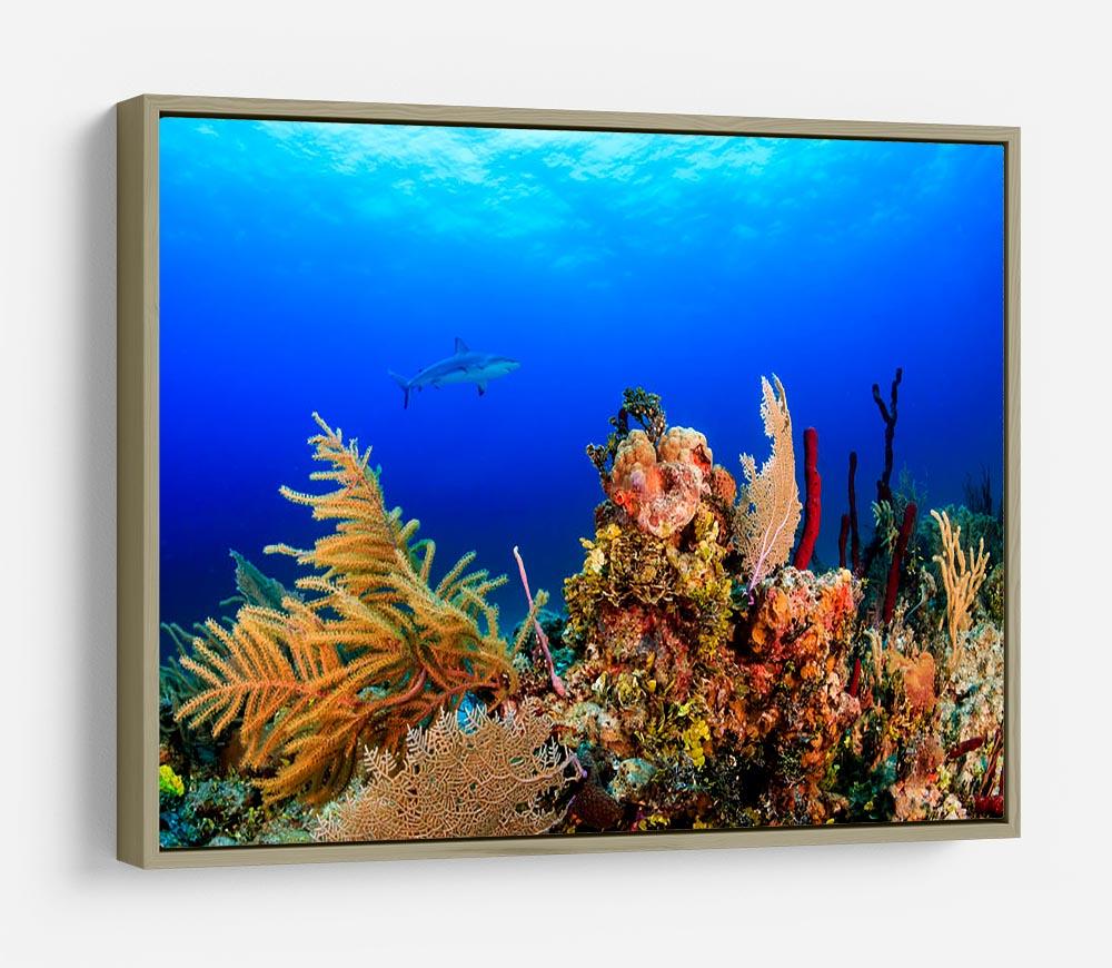 A Reef shark swimming on a tropical coral reef HD Metal Print - Canvas Art Rocks - 8