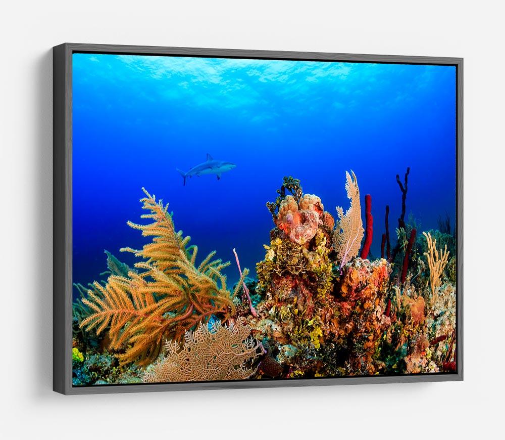 A Reef shark swimming on a tropical coral reef HD Metal Print - Canvas Art Rocks - 9