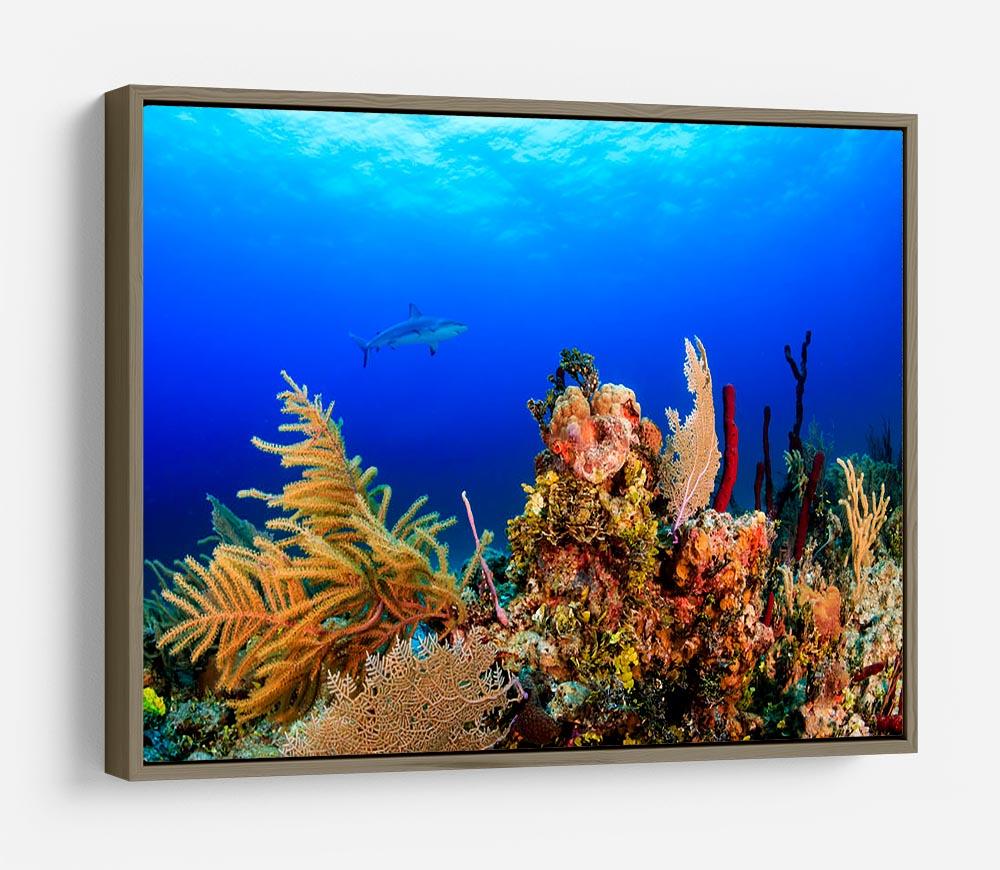 A Reef shark swimming on a tropical coral reef HD Metal Print - Canvas Art Rocks - 10