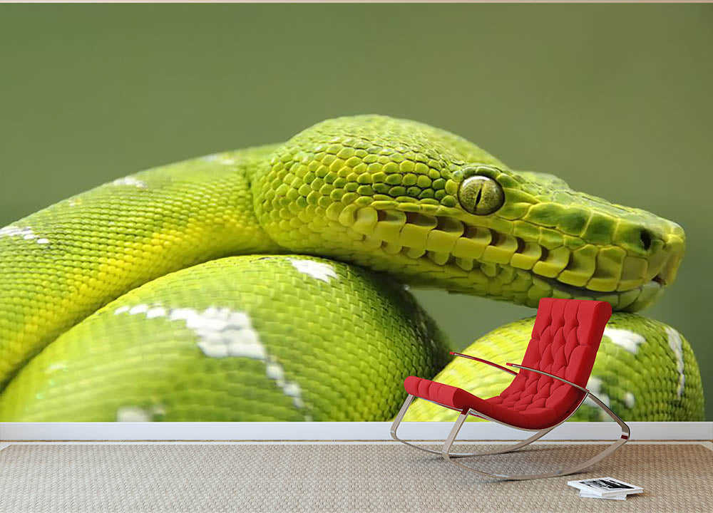 A closeup landscape shot of an Emerald Tree Boa Wall Mural Wallpaper - Canvas Art Rocks - 2