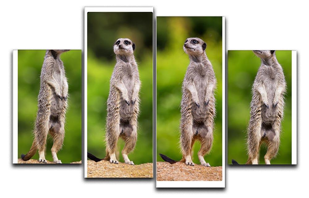 A collage of meerkats 4 Split Panel Canvas - Canvas Art Rocks - 1