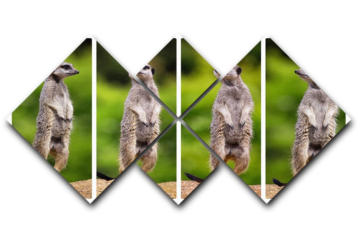 A collage of meerkats 4 Square Multi Panel Canvas - Canvas Art Rocks - 1