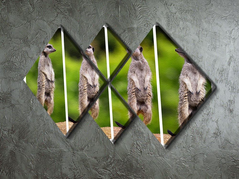 A collage of meerkats 4 Square Multi Panel Canvas - Canvas Art Rocks - 2