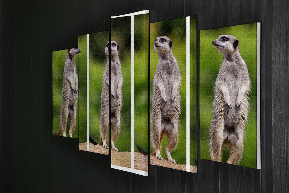 A collage of meerkats 5 Split Panel Canvas - Canvas Art Rocks - 2