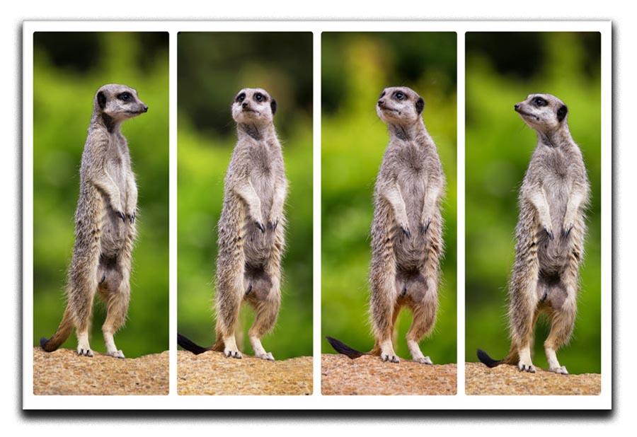 A collage of meerkats Canvas Print or Poster - Canvas Art Rocks - 1