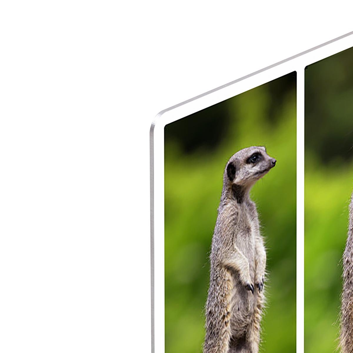 A collage of meerkats HD Metal Print - Canvas Art Rocks - 4