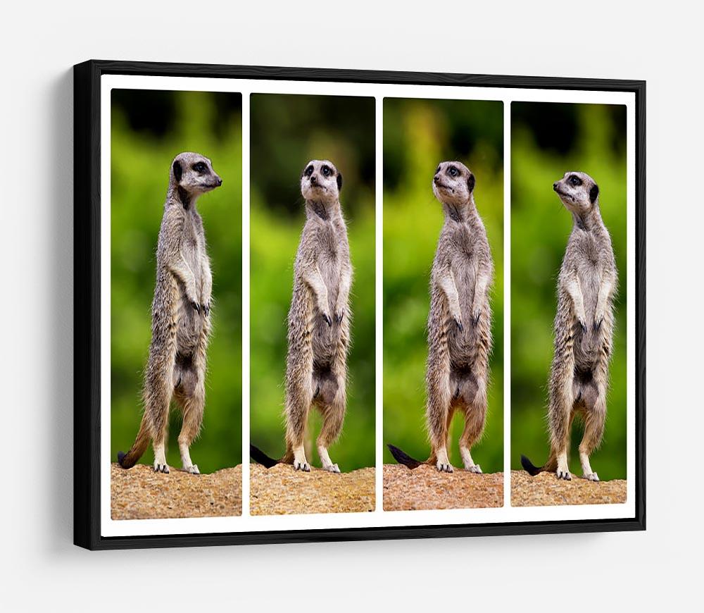 A collage of meerkats HD Metal Print - Canvas Art Rocks - 6
