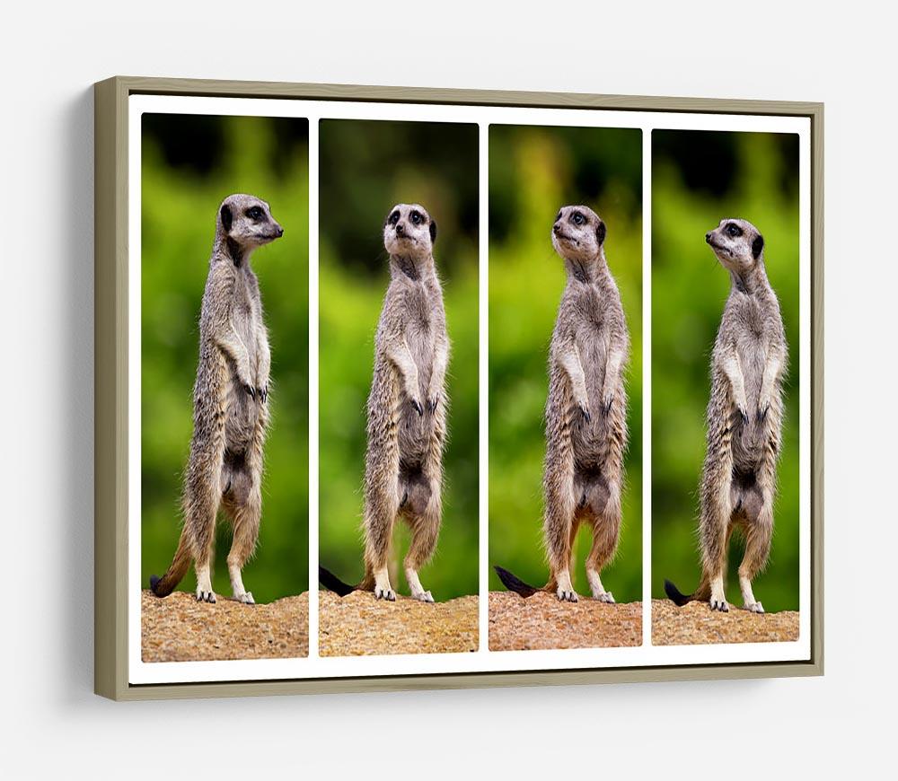 A collage of meerkats HD Metal Print - Canvas Art Rocks - 8