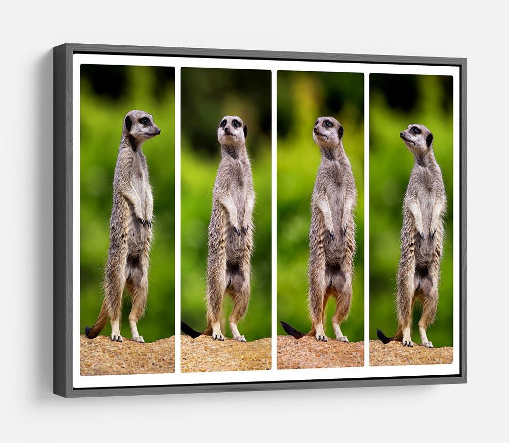 A collage of meerkats HD Metal Print - Canvas Art Rocks - 9