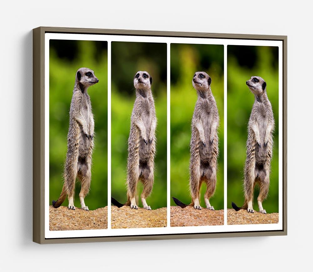 A collage of meerkats HD Metal Print - Canvas Art Rocks - 10