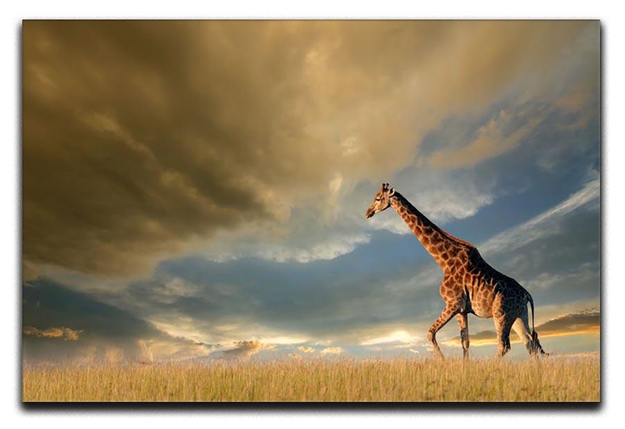 A giraffe walking on the African plains against a dramatic sky Canvas Print or Poster - Canvas Art Rocks - 1