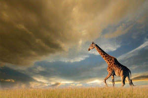 A giraffe walking on the African plains against a dramatic sky Wall Mural Wallpaper - Canvas Art Rocks - 1