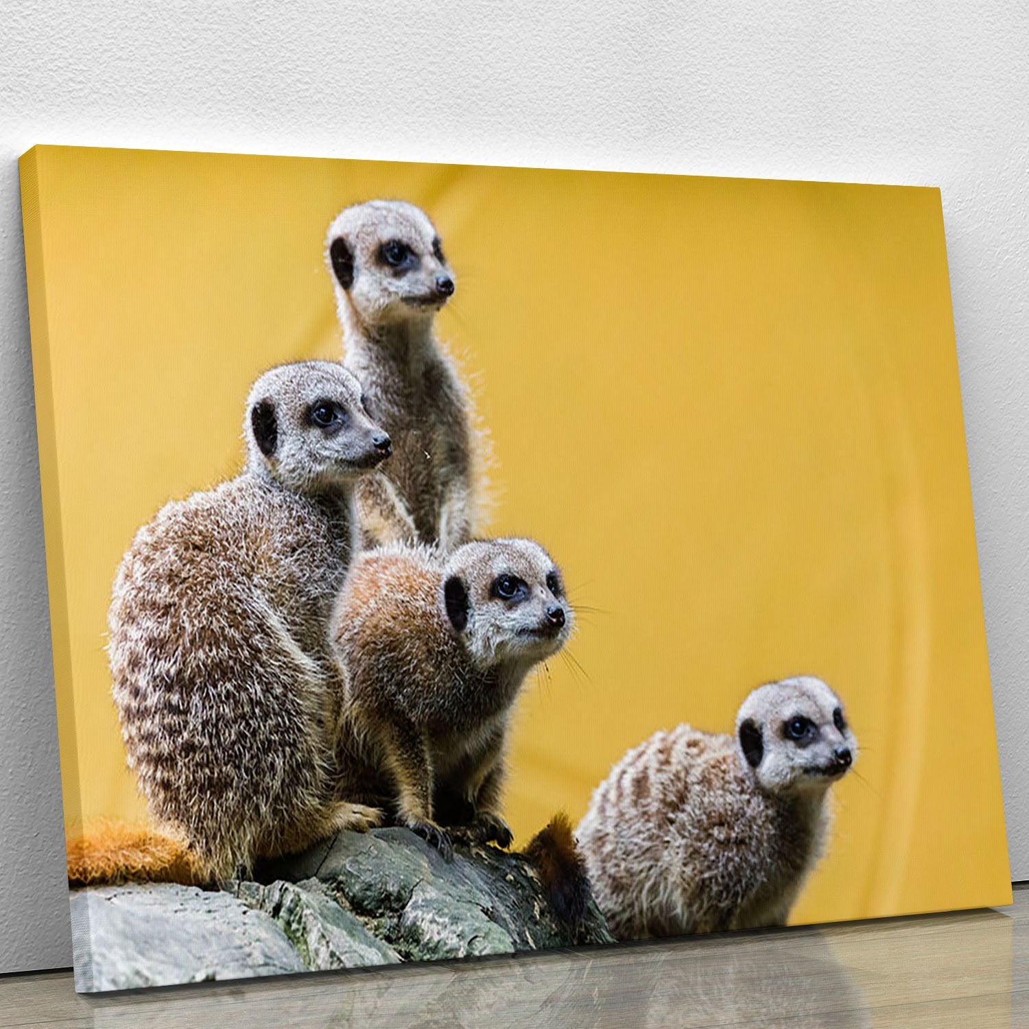A group of meerkats seen on top of a rock Canvas Print or Poster